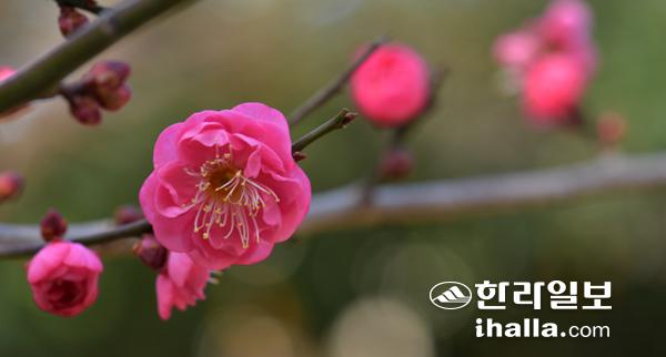 꽃망울 터트린 홍매화. 한라일보DB