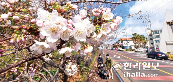활짝 핀 벚꽃. 한라일보DB