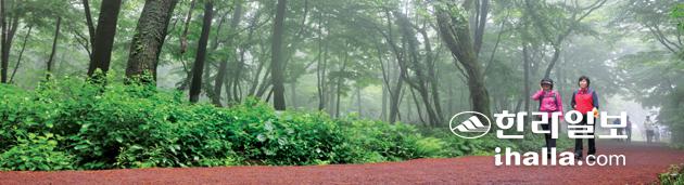 숲, 사람을 품다