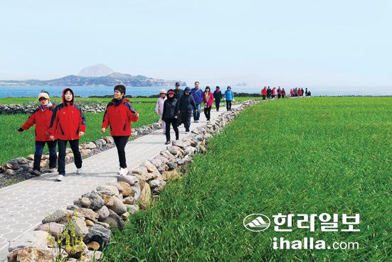 가파도 뒤덮은 청보리