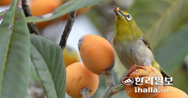맛있다! 비파 열매
