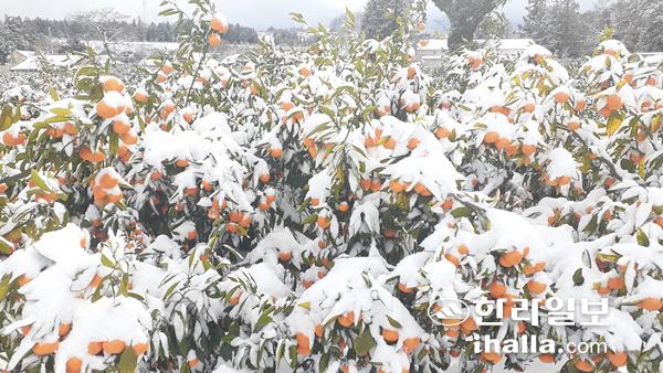 폭설에 덮힌 감귤. 한라일보DB