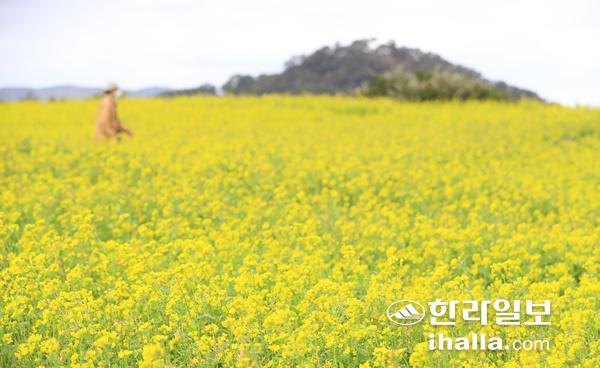 성산 일출봉 주변에 활짝 핀 유채꽃.