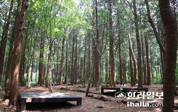 서귀포자연휴양림.