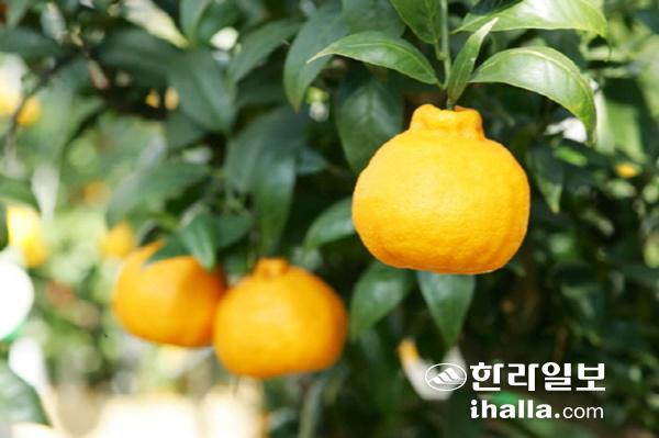 한라봉 감귤. 한라일보DB