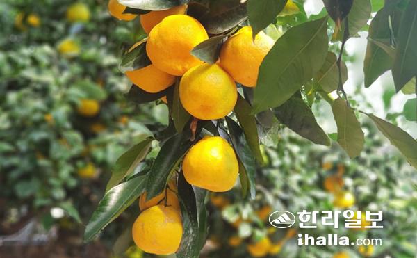 제주감귤. 한라일보DB