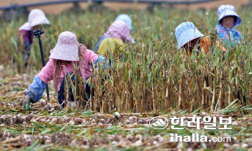 마늘 수확. 한라일보DB