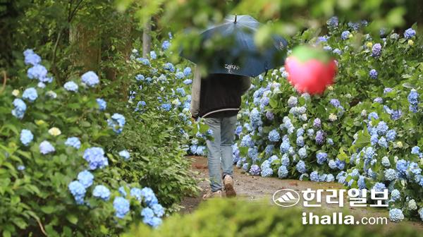 비 내리는 제주. 한라일보DB