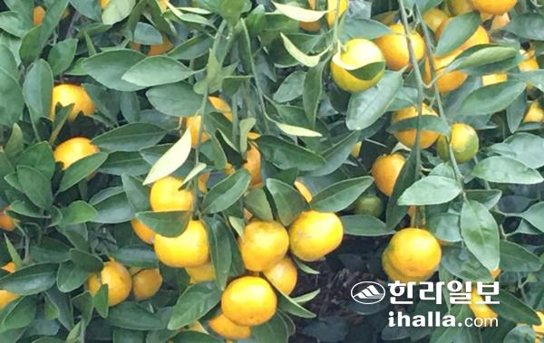 제주 감귤.귤 한라일보DB