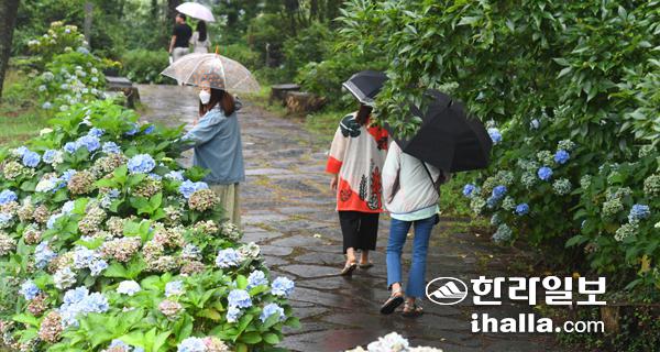 비 내리는 제주. 한라일보DB