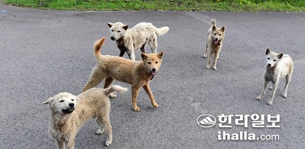 들개로 야생화된 유기견. 한라일보DB