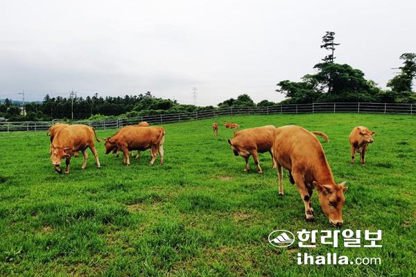 제주한우 농가. 한라일보DB