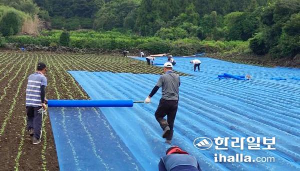 태풍 대비 농작물 관리. 한라일보DB