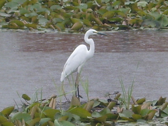 백로가 찾아온 마을 =부자마을 오조