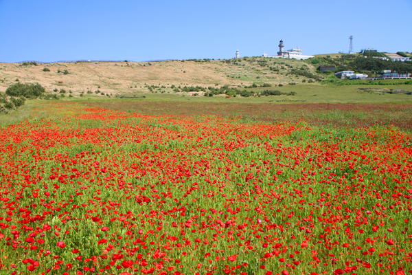 * 진홍빛으로 흥건한 꽃양귀비.