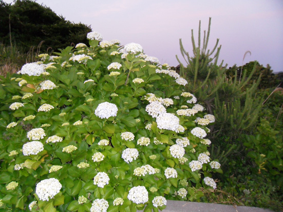 수국이 피어있는 종달 해안