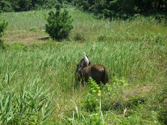 칠월칠석에 조랑말과 백로