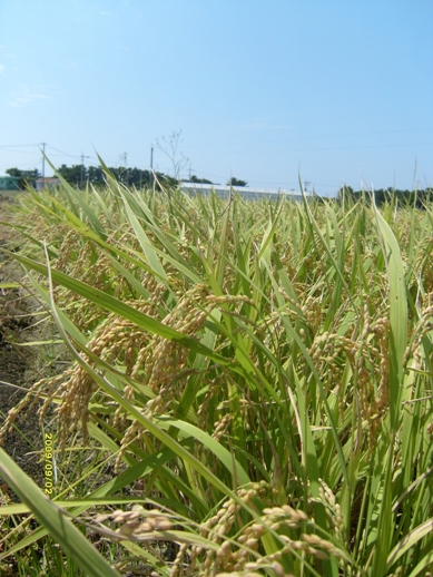  제주시 한경면 두모리에 있는 서부농업기술센터 벼 병해충 예찰포에서 지긋이 누운 벼 이삭 