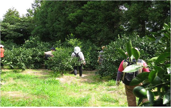 감귤열매솎기 자원봉사