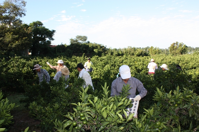 서부농업기술센터 직원들의 감귤 열매솎기 일손돕기 