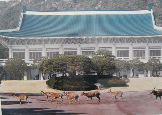 청와대 꽃사슴