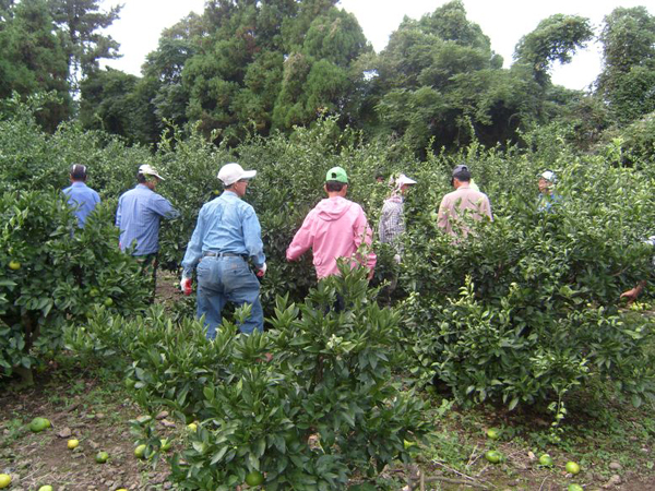 농촌지도자 대정읍 회원들의 감귤 열매솎기 수눌음 활동 모습