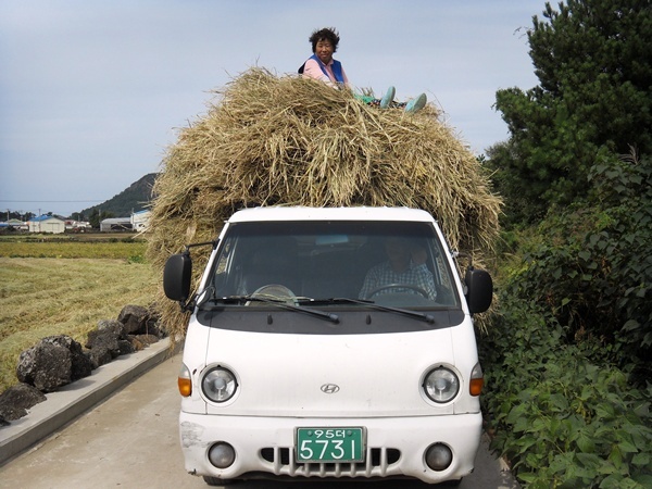 탈곡을 하고난 볏짚을 한 트럭 가득싣고 그 위에 올라앉은 촌 아낙, 수확보다 풍성한 웃음을 짓고 있다. 한경면 조수리에서  / 사진 = 김승범 시민기자