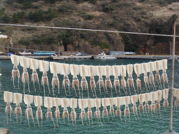 자구내 포구에서 청정 바람에 준치를 말리고 있는 모습