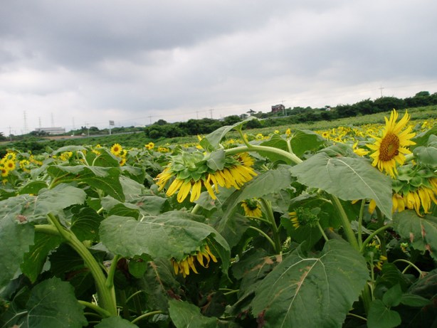 여름더위에 해바라기도 지쳤다!!