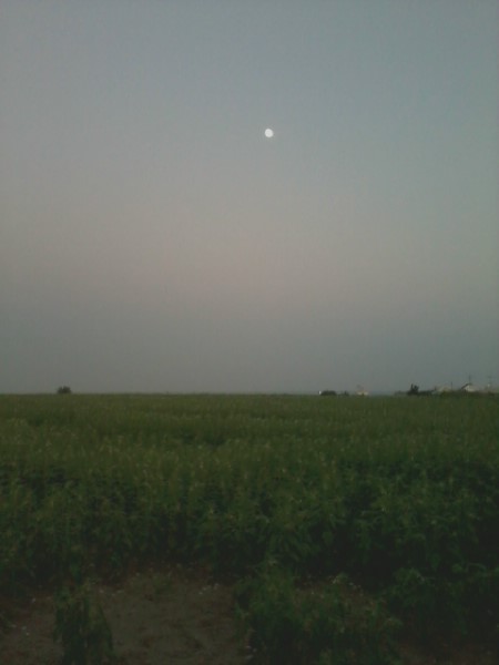 *가파도의 낮 달