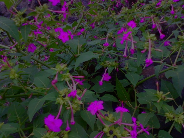 * 분수를 아는 분꽃