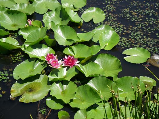 고추잠자리와 연꽃