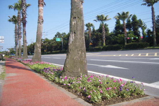 새롭게 단장된 식수대'베추니아꽃'