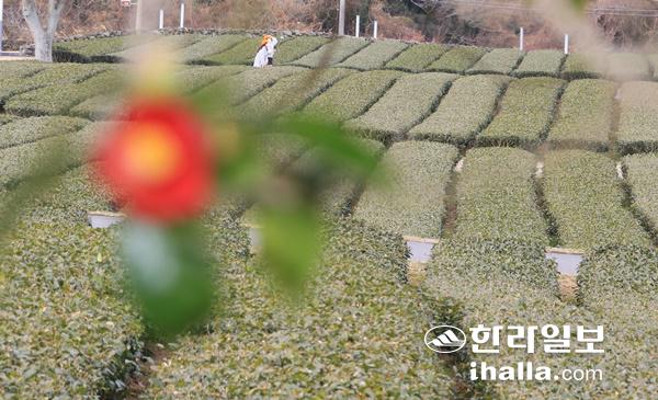 제주의 겨울.